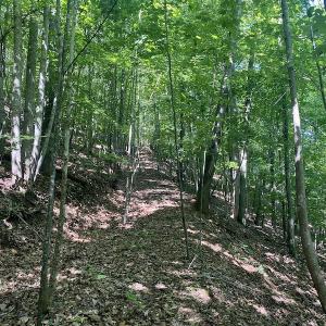 Photo #21 of SOLD property in Off Daniels Creek Rd, Collinsville, VA 104.4 acres
