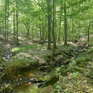 Photo #22 of SOLD property in Off Daniels Creek Rd, Collinsville, VA 104.4 acres