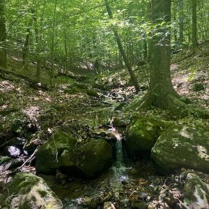 Photo #23 of SOLD property in Off Daniels Creek Rd, Collinsville, VA 104.4 acres