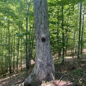 Photo #24 of SOLD property in Off Daniels Creek Rd, Collinsville, VA 104.4 acres