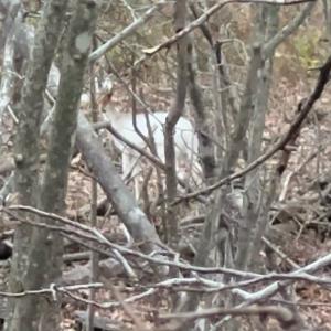 Photo #33 of SOLD property in Off Daniels Creek Rd, Collinsville, VA 104.4 acres