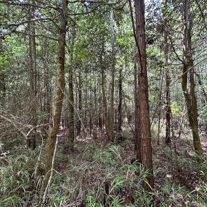 Photo #14 of SOLD property in 3085 Carolina Rd , Suffolk, VA 10.0 acres
