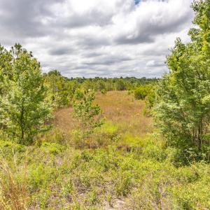 Photo #31 of 1554 Josey Williams Road , Erwin, NC 57.4 acres
