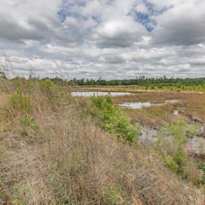 Photo #34 of 1554 Josey Williams Road , Erwin, NC 57.4 acres