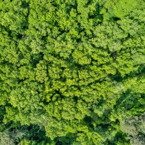 Photo #12 of SOLD property in Off Highway 130 , Fairmont, NC 5.3 acres