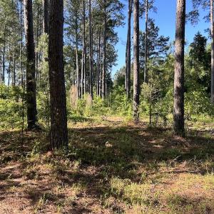 Photo #34 of SOLD property in 6267 River Road, White Oak, NC 120.2 acres