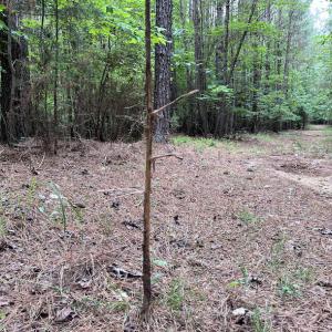 Photo #21 of SOLD property in Off Pasture Gate Road, Macon, NC 29.9 acres