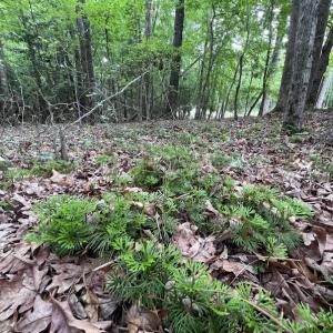 Photo #23 of SOLD property in Off Pasture Gate Road, Macon, NC 29.9 acres