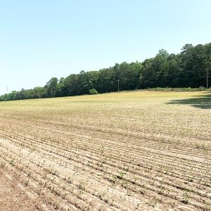 Photo #12 of SOLD property in Off Rt. 460, Ivor, VA 22.9 acres