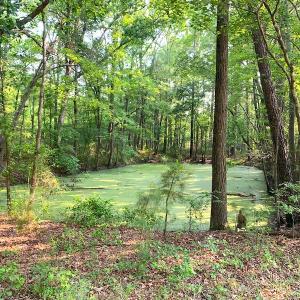 Photo #14 of SOLD property in Off Rt. 460, Ivor, VA 22.9 acres