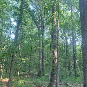 Photo #15 of SOLD property in Off Rt. 460, Ivor, VA 22.9 acres