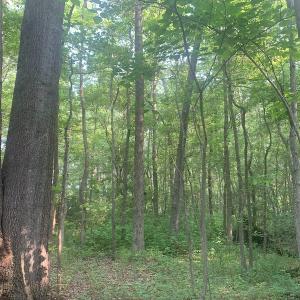 Photo #16 of SOLD property in Off Rt. 460, Ivor, VA 22.9 acres