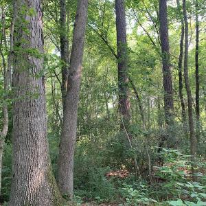 Photo #17 of SOLD property in Off Rt. 460, Ivor, VA 22.9 acres