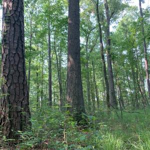 Photo #18 of SOLD property in Off Rt. 460, Ivor, VA 22.9 acres