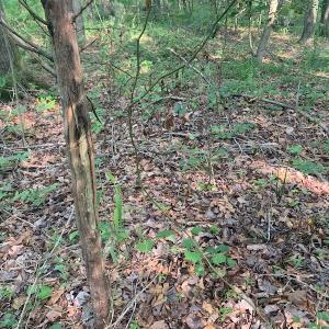Photo #19 of SOLD property in Off Rt. 460, Ivor, VA 22.9 acres