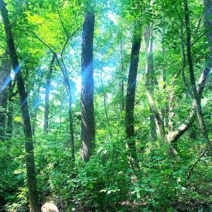 Photo #20 of SOLD property in Off Rt. 460, Ivor, VA 22.9 acres