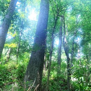 Photo #21 of SOLD property in Off Rt. 460, Ivor, VA 22.9 acres