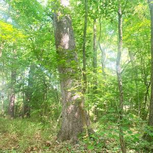 Photo #22 of SOLD property in Off Rt. 460, Ivor, VA 22.9 acres