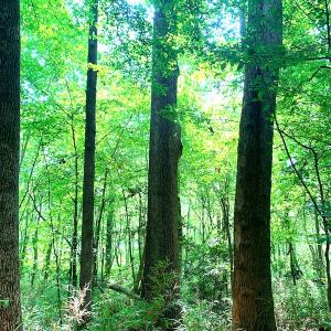 Photo #23 of SOLD property in Off Rt. 460, Ivor, VA 22.9 acres