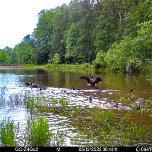 Photo #34 of SOLD property in 15163 Rice Rd, Beaverdam, VA 37.6 acres