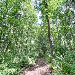 Photo #45 of SOLD property in 15163 Rice Rd, Beaverdam, VA 37.6 acres