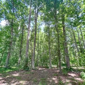 Photo #48 of SOLD property in 15163 Rice Rd, Beaverdam, VA 37.6 acres