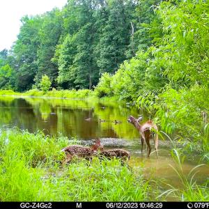 Photo #49 of SOLD property in 15163 Rice Rd, Beaverdam, VA 37.6 acres