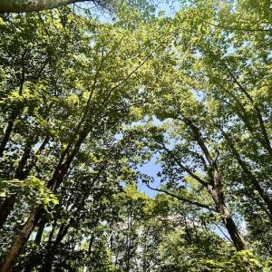 Photo #22 of Off Robin Ridge Court, Pittsville, VA 3.9 acres
