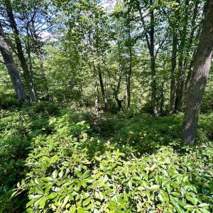 Photo #26 of Off Robin Ridge Court, Pittsville, VA 3.9 acres