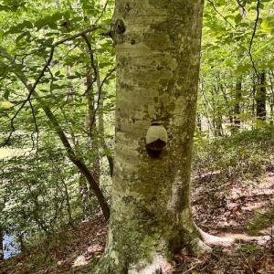 Photo #34 of Off Robin Ridge Court, Pittsville, VA 3.9 acres