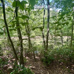 Photo #35 of Off Robin Ridge Court, Pittsville, VA 3.9 acres