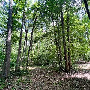 Photo #21 of SOLD property in Off Clifton Road, Woodford, VA 44.9 acres
