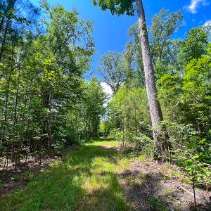 Photo #39 of SOLD property in Off Clifton Road, Woodford, VA 44.9 acres