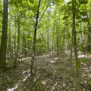 Photo #17 of SOLD property in Off Centennial Drive , Yanceyville, NC 4.0 acres
