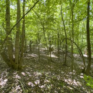 Photo #18 of SOLD property in Off Centennial Drive , Yanceyville, NC 4.0 acres