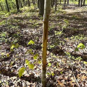 Photo #21 of SOLD property in Off Deisher Blvd , Eagle Rock, VA 183.0 acres