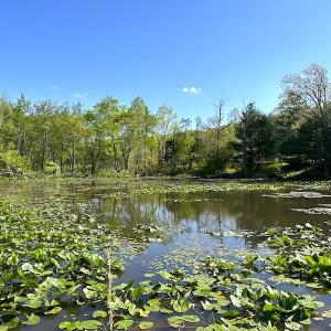 Photo #25 of SOLD property in Off Deisher Blvd , Eagle Rock, VA 183.0 acres
