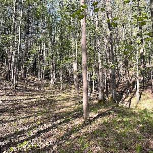Photo #31 of SOLD property in Off Deisher Blvd , Eagle Rock, VA 183.0 acres