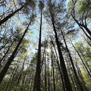 Photo #41 of SOLD property in Off Deisher Blvd , Eagle Rock, VA 183.0 acres