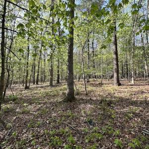 Photo #42 of SOLD property in Off Deisher Blvd , Eagle Rock, VA 183.0 acres