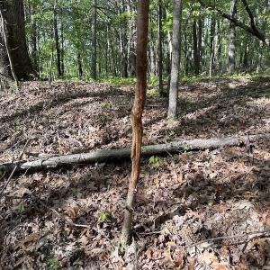 Photo #43 of SOLD property in Off Deisher Blvd , Eagle Rock, VA 183.0 acres