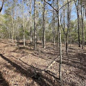 Photo #48 of SOLD property in Off Deisher Blvd , Eagle Rock, VA 183.0 acres