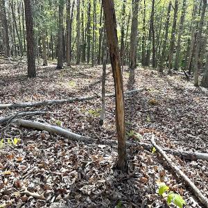 Photo #49 of SOLD property in Off Deisher Blvd , Eagle Rock, VA 183.0 acres