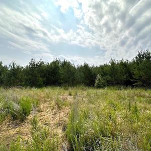Photo #3 of SOLD property in Off Blue Star Hwy, Jarratt, VA 37.0 acres