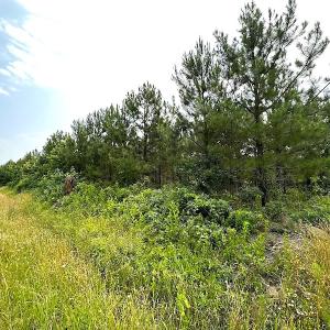 Photo #9 of SOLD property in Off Blue Star Hwy, Jarratt, VA 37.0 acres