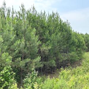 Photo #14 of SOLD property in Off Blue Star Hwy, Jarratt, VA 37.0 acres