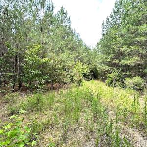 Photo #2 of SOLD property in Off Blue Star Hwy, Jarratt, VA 20.0 acres