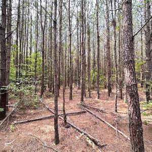 Photo #4 of SOLD property in Off Blue Star Hwy, Jarratt, VA 20.0 acres