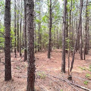 Photo #5 of SOLD property in Off Blue Star Hwy, Jarratt, VA 20.0 acres