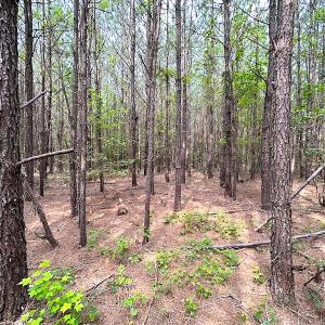 Photo #6 of SOLD property in Off Blue Star Hwy, Jarratt, VA 20.0 acres